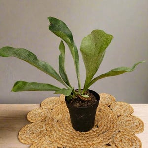 Staghorn Fern (Platycerium bifurcatum) Plant