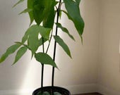 Lucky Bean Plant (Castanospermum australe) 4&quot; Plant