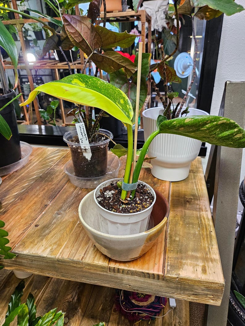 Jungle Relics Congo Philodendron - Thumbnail 3