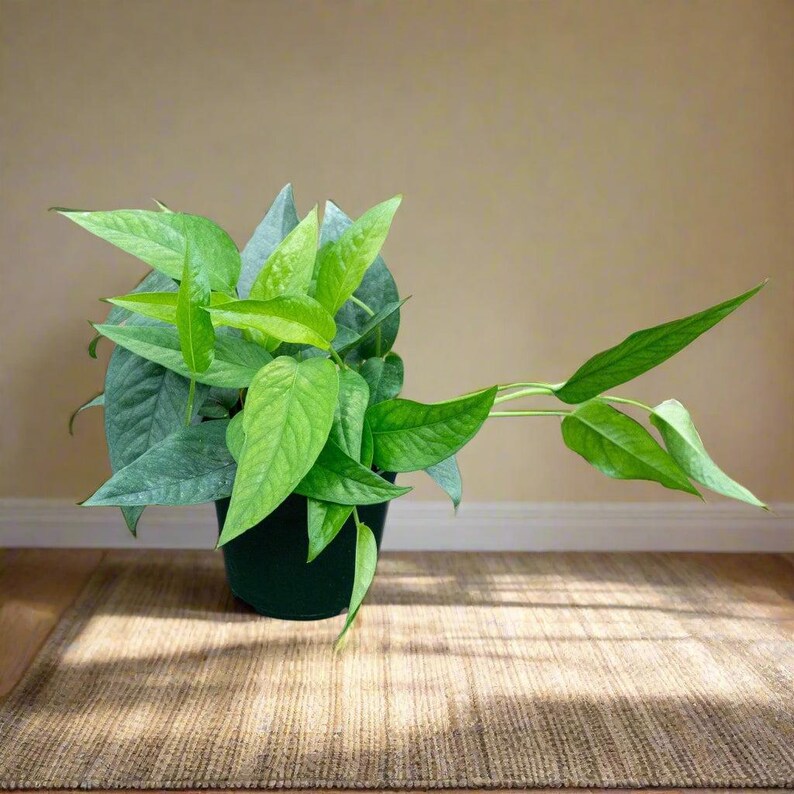 Jungle Relics Pothos Epipremnum pinnatum