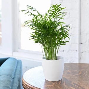Parlor Palm 4&quot; Neanthe Bella Palm (Chamaedorea elegans)