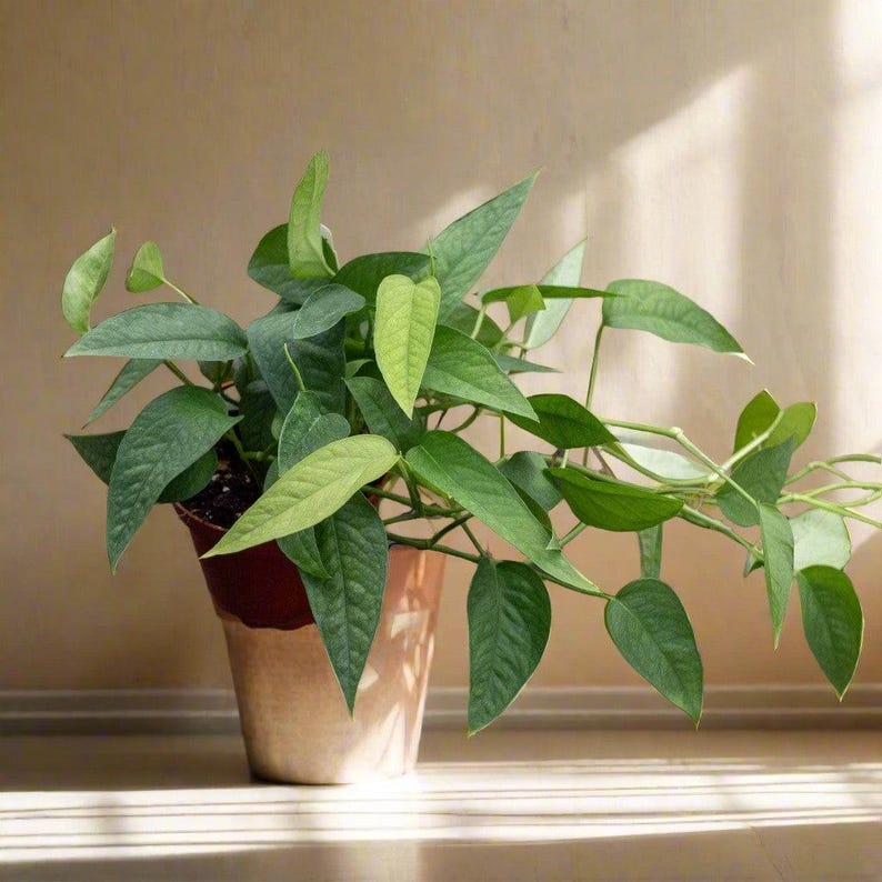 Jungle Relics Pothos Epipremnum pinnatum - Thumbnail 3