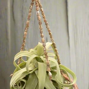 Handmade Hooped Seashell Air Plant Hanger