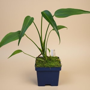 Monstera Dilacerata - Etsy