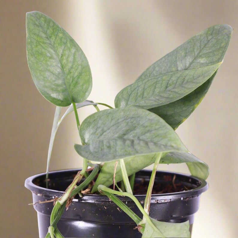 Jungle Relics Pothos Epipremnum pinnatum - Thumbnail 2