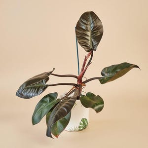 Black Cardinal Philodendron - Etsy