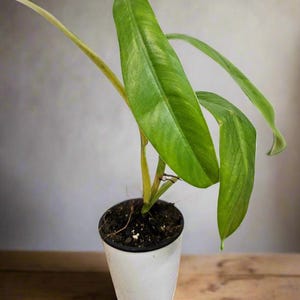 Philodendron Noid 5&quot; Plant
