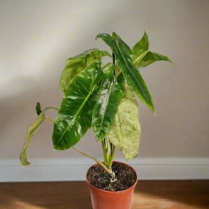 Philodendron Paraiso Verde Rare 6&quot; and 3&quot; Plants
