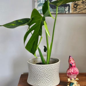 Monstera Aurea Variegata 5&quot; Rare Plant