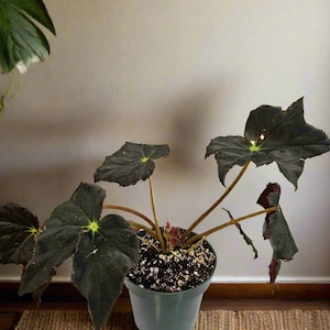 Begonia ‘Joe Hayden’ Rare 4&quot; Plant (Saxifraga stolonifera)