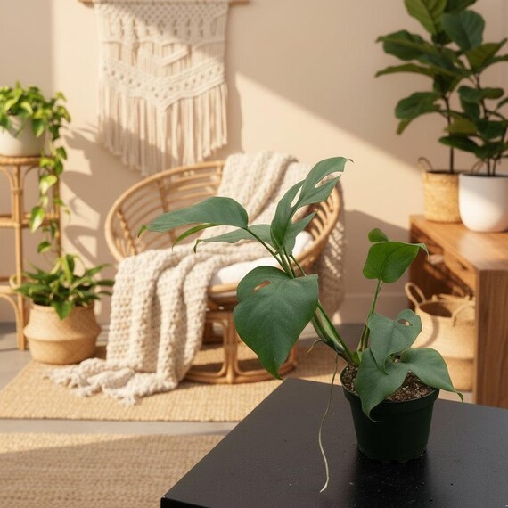 Philodendron Minima | Mini Monstera (rhaphidophora Tetrasperma) Plant - Etsy