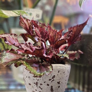 Red Rex Begonia Plant (Begonia rex-cultorum)