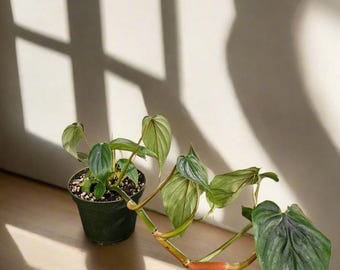 burle marx philodendron variegated Philodendron Burle Marx Variegated | Rare Plant Canada main image 1