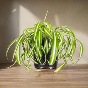 Curly Spider Plant (Chlorophytum comosum Bonnie) 4" Live Plant