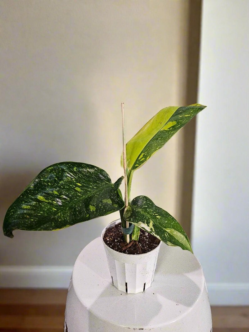 Jungle Relics Congo Philodendron - Thumbnail 4