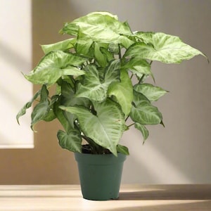 Butterfly Plant 3&quot;, Arrowhead Plant (Syngonium)