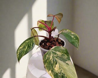 Strawberry Shake Philodendron 4" and 3" Rare Plant (philodendron Erubescens  'pink Shake') - Etsy
