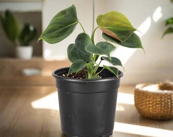 Philodendron Lupinum 4" Rare Plant
