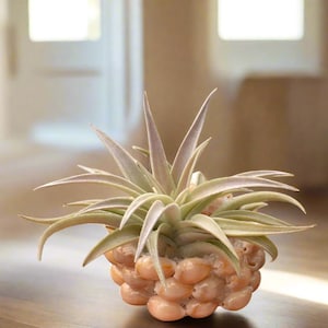 Shell-Woven Air Plant Tillandsia Basket