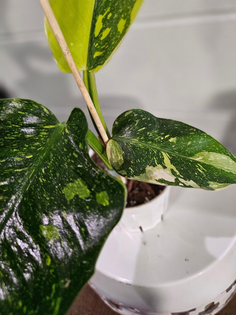 Jungle Relics Congo Philodendron - Thumbnail 2