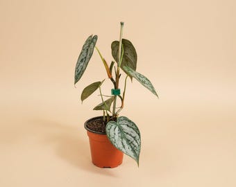 Philodendron Guttiferum, 4" Plant - Etsy
