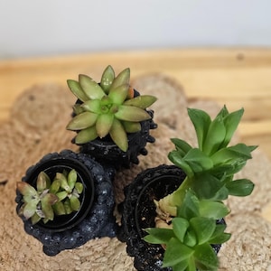 Succulent Mix 2&quot; Plants and Relics Pot