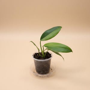 May include: A small Philodendron plant with several smooth, elongated, pointed green leaves growing from a clear plastic nursery pot filled with dark potting soil, which sits inside a matching clear plastic saucer for drainage.