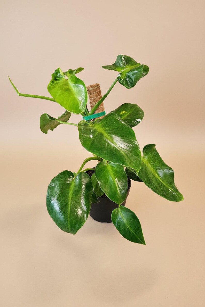 Philo Rugosum Philodendron Rugosum | Pigskin Philodendron 6
