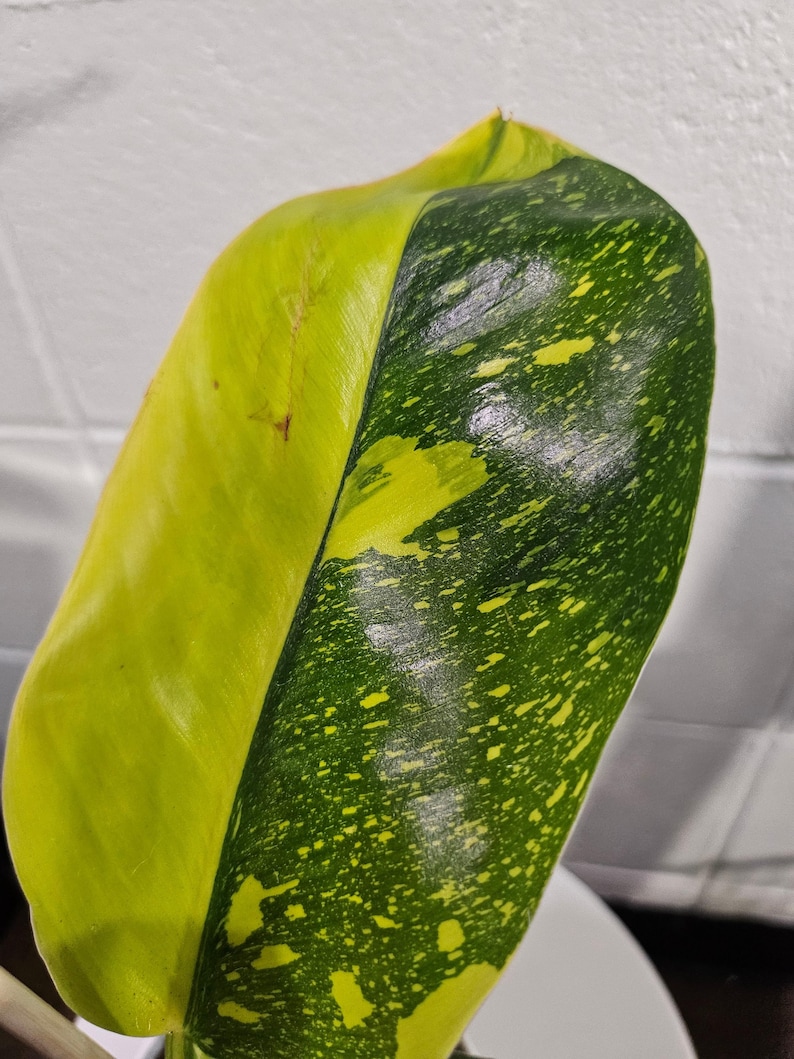 Jungle Relics Congo Philodendron