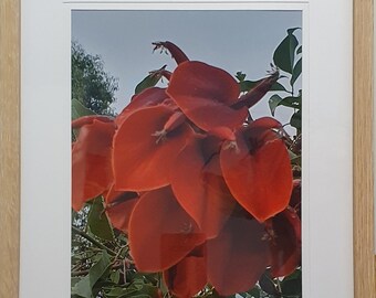 Framed Cockspur Coral Tree Photo: Sydney Flower Photography (11x14).