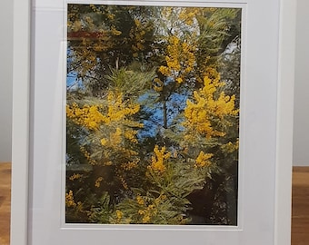 Framed Photograph of the Silver Wattle, (Acacia dealbata), also known as Mimosa.