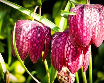 Spring Page One - Greeting Cards