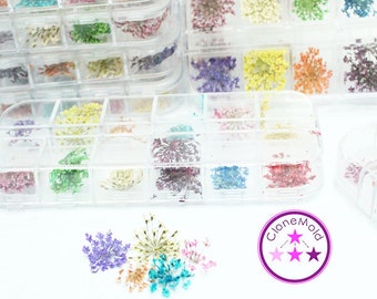 Mini Dried Starburst Flowers