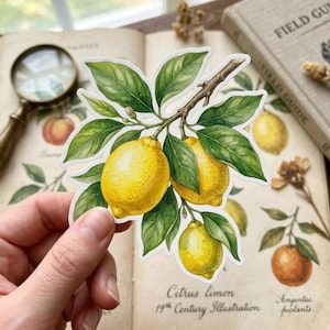 May include: A die-cut sticker featuring a watercolor illustration of a lemon branch with three bright yellow lemons and several green leaves. The artwork displays detailed shading and textures on the fruit and foliage against a white background.