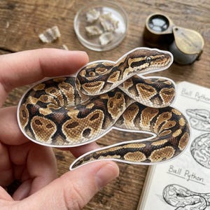 May include: A die-cut vinyl sticker featuring a realistic illustration of a ball python coiled in a circular shape. The snake has a brown, tan, and black patterned scale texture with a white border. The sticker is held against a wooden surface.