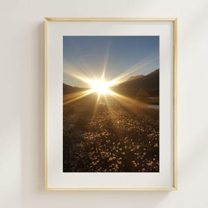 Flower Field Sunset Photography Digital Download, Banff Wall Art, Flower Portrait Printable Home Decor, Banff National Park