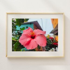 Hibiscus Flower Photography Digital Download, Pink Flower Wall Art, Flower Portrait Printable Home Decor, Yelapa Jalisco Mexico