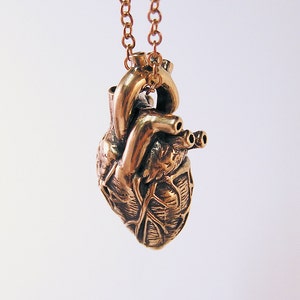Anatomical human Heart, bronze, 20 inch chain br image 3