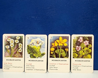 Jumbo Dutch plant identification cards