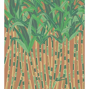 May include: A close-up of a field of sugarcane plants. The stalks are green and brown, and the leaves are green. The background is a light brown color.