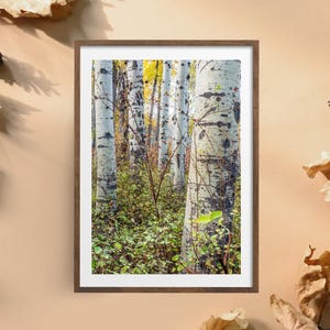 Aspen Tree Photo Print: Pacific Northwest Landscape, Washington State
