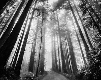 Majestic Mt. Tamalpais Redwoods