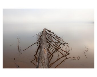 Foggy Morning in the Appalachian Mountains with Fallen Tree by the Lake