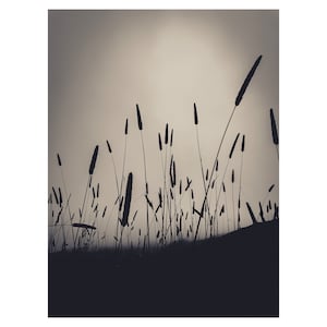 Cattails of the Marin Headlands