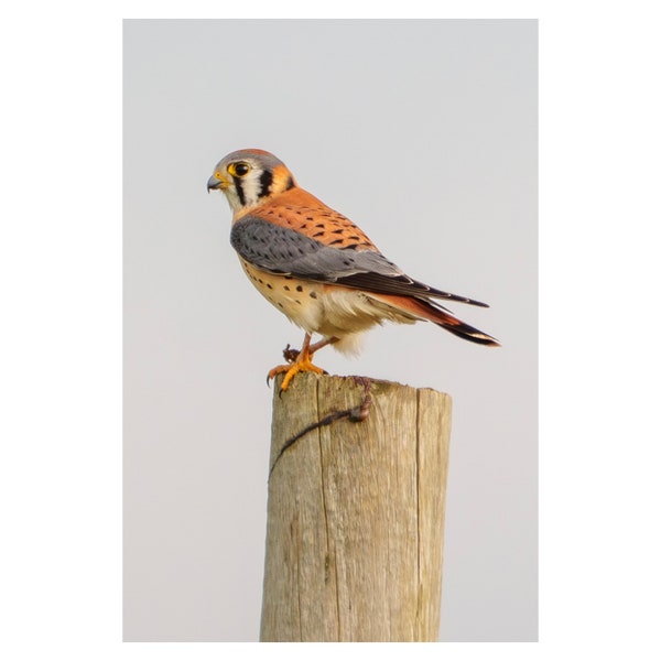 American Kestrel at Point Reyes National Seashore