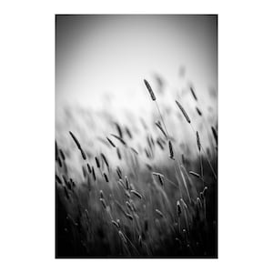 Nature&#39;s Beauty Preserved: Broadleaf Cattail Landscape from Marin Headlands