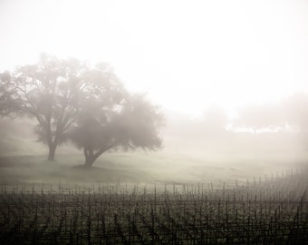 Moody Morning in California's Wine Country