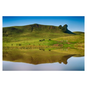 California Landscape Reflections: Briones Regional Park&#39;s Grazing Cows, Green Hillside, and Blue Sky