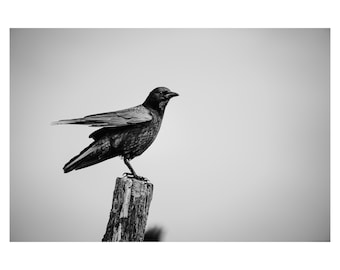 May include: A black and white photograph of a crow perched on a weathered wooden post. The bird's wings are slightly spread, and its dark feathers are detailed. The background is a soft, neutral tone.