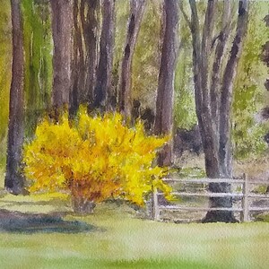 Spring Forsythia - Andy Ring - 8x10&quot; First Edition Prints